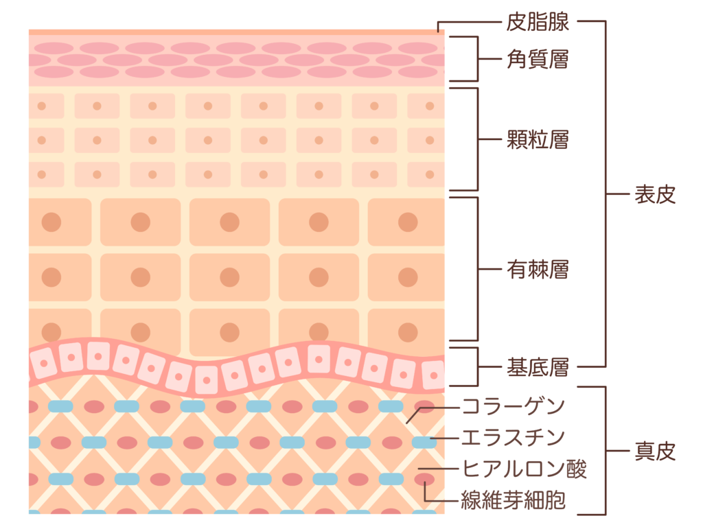 皮膚断面図