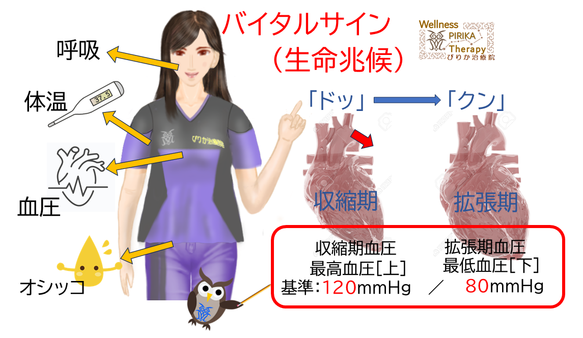 ぴりか治療院公式サイト | バイタルサイン【1.血圧】(2024.12.01) |